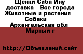 Щенки Сиба Ину доставка - Все города Животные и растения » Собаки   . Архангельская обл.,Мирный г.